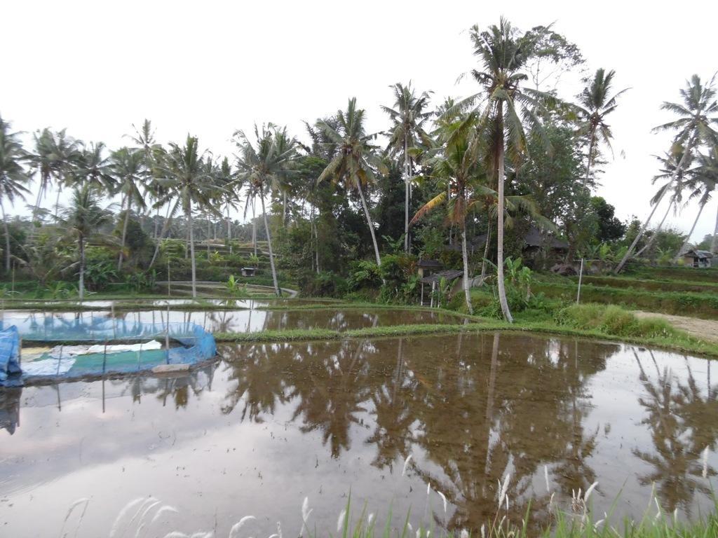 Mesari Hotel Ubud Luaran gambar