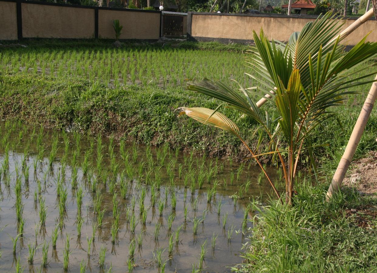Mesari Hotel Ubud Luaran gambar
